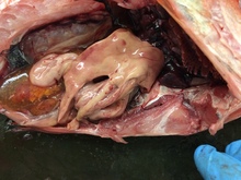 repository_1126-Thumbnail Image.jpg