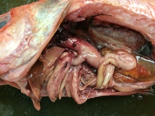 repository_1128-Thumbnail Image.jpg
