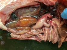 repository_1129-Thumbnail Image.jpg