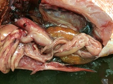 repository_1130-Thumbnail Image.jpg