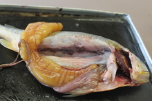 repository_1142-Thumbnail Image.jpg