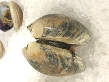 repository_1152-Thumbnail Image.jpg