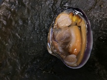 repository_1167-Thumbnail Image.jpg