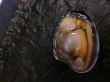 repository_1168-Thumbnail Image.jpg