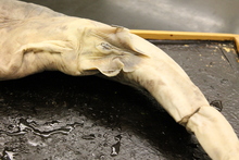 repository_1180-Thumbnail Image.jpg