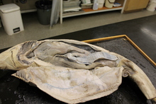 repository_1182-Thumbnail Image.jpg