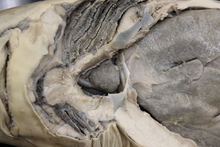 repository_1183-Thumbnail Image.jpg