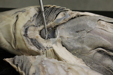 repository_1184-Thumbnail Image.jpg