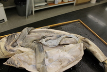 repository_1185-Thumbnail Image.jpg