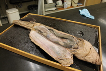 repository_1192-Thumbnail Image.jpg