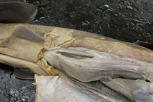 repository_1195-Thumbnail Image.jpg