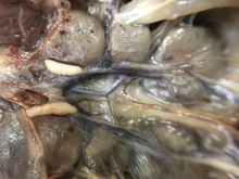 repository_1227-Thumbnail Image.jpg