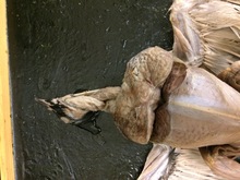 repository_1246-Thumbnail Image.jpg