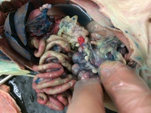 repository_1256-Thumbnail Image.jpg