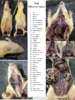 repository_1272-Thumbnail Image.png