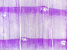 repository_1441-Thumbnail Image.jpg