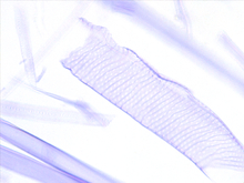 repository_1455-Thumbnail Image.jpg
