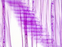 repository_1458-Thumbnail Image.jpg