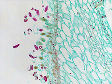 repository_1482-Thumbnail Image.jpg