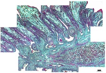 repository_1487-Thumbnail Image.jpg