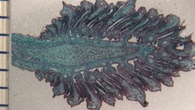 repository_1488-Thumbnail Image.jpg