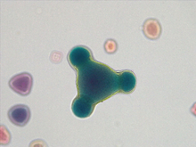 repository_1498-Thumbnail Image.jpg