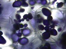 repository_1860-Thumbnail Image.jpg