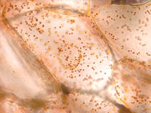 repository_1868-Thumbnail Image.jpg